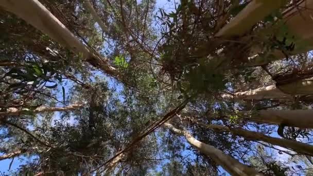 eucalyptus arbres au ciel vue de dessous rotation caméra vidéo 4k 