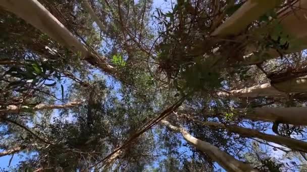 Eucaliptos Vista Del Cielo Desde Abajo Cámara Rotación Vídeo — Vídeo de stock