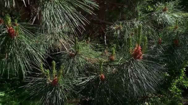 branche de pin balançant dans le vent close-up ralenti vidéo 4k 