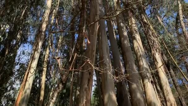 Eukalyptusbäume Eukalyptusbäume Den Himmel Blick Von Unten Rotationskamera — Stockvideo