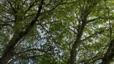 döner kamera yavaş hareket video altında gökyüzü görünümüne Treetops