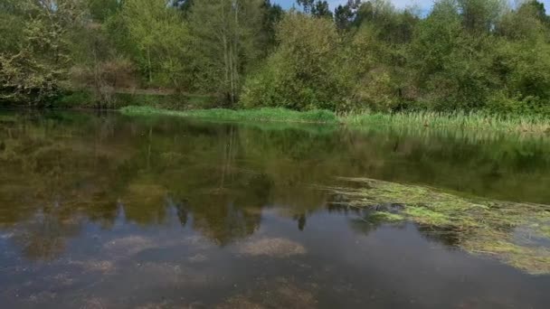 Piękny Krajobraz Rzeki Zielonymi Drzewami Przed Błękitnym Niebem — Wideo stockowe