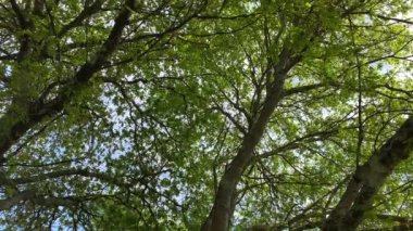 döndürülebilir kamera yavaş hareket 4k altından gökyüzü görünümüne treetops
