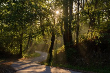 yoldaki ağaçların yaprakları arasında parlayan güneş ışınları
