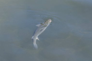 berrak suda balık üst görünümü kadar kapatın