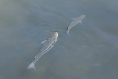 berrak suda balık üst görünümü kadar kapatın
