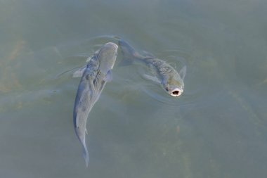 berrak suda balık üst görünümü kadar kapatın