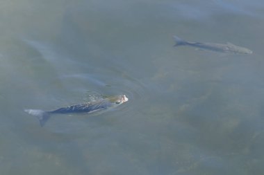berrak suda balık üst görünümü kadar kapatın