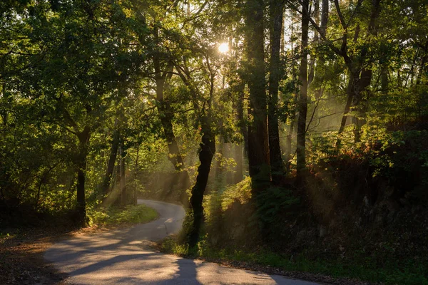 rays of the sun shining through the foliage of trees on the road