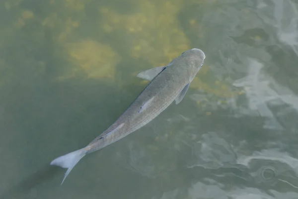 澄んだ水の中の魚クローズアップトップビュー — ストック写真