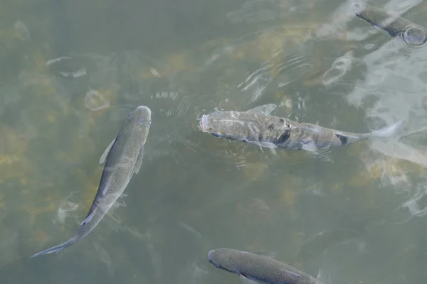 Pesce in acqua limpida vista dall'alto — Foto Stock