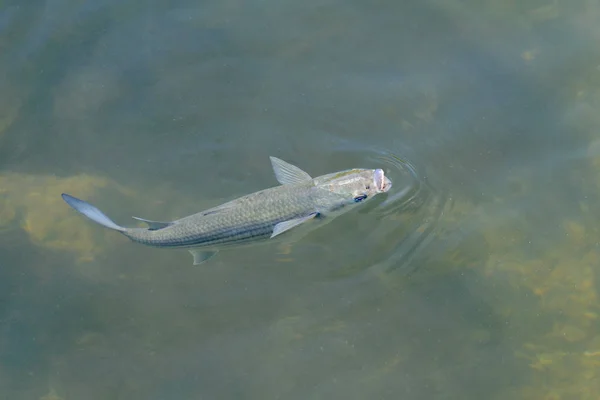 Peixe em água clara close-up vista superior — Fotografia de Stock