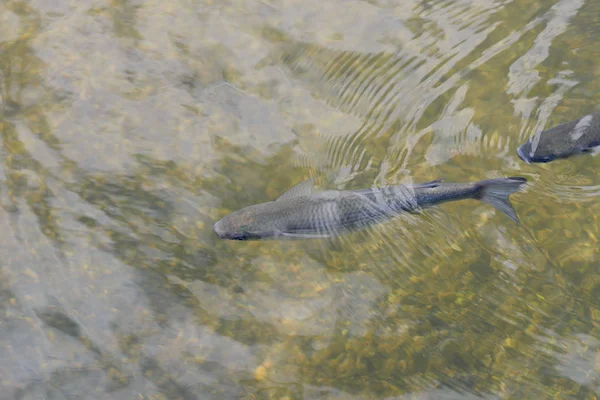 澄んだ水の中の魚クローズアップトップビュー — ストック写真