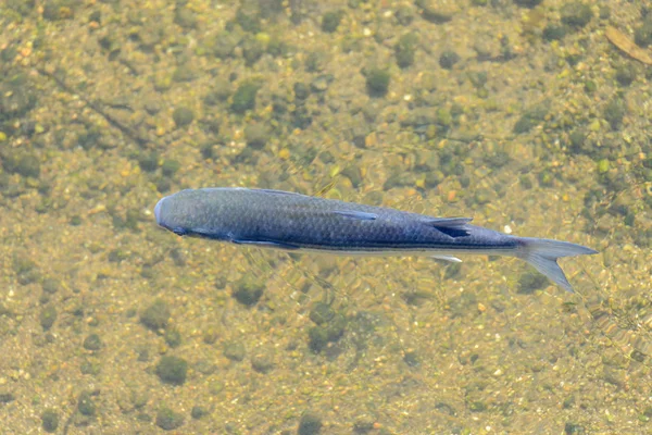 Рыба в чистой воде вблизи вид сверху — стоковое фото