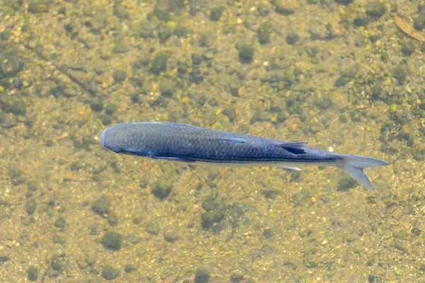 Peces en aguas claras cerca de la vista superior — Foto de Stock