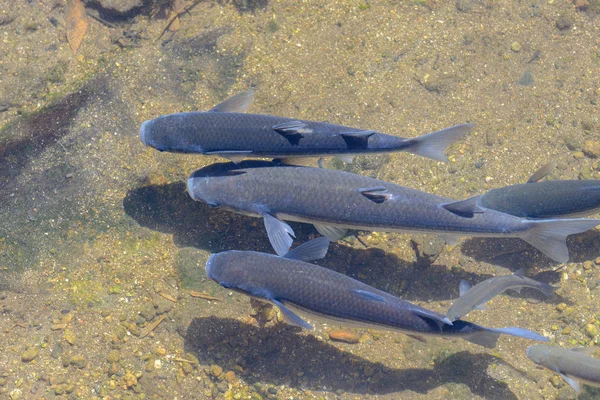 澄んだ水の中の魚クローズアップトップビュー — ストック写真