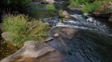 Orman 4k video güzel dağ Nehri