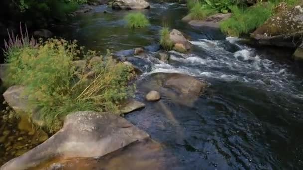 Schöner Gebirgsfluss Wald Video — Stockvideo