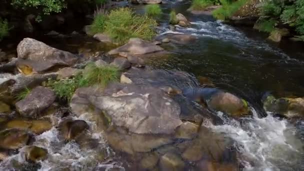 森の中の美しい山の川 ビデオ — ストック動画