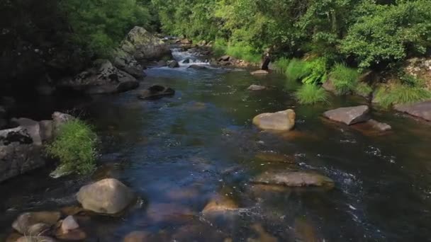 Vacker Fjäll Flod Skogen Video — Stockvideo