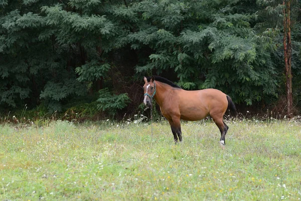 Коричневая лошадь пасется на зеленом лугу — стоковое фото