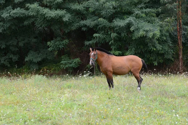 Cheval brun broute sur une prairie verte — Photo