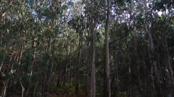 Bonito Verde Eucalipto Floresta Fundo Natureza Vídeo — Vídeo de Stock