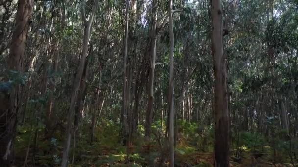 Bonito Verde Eucalipto Floresta Fundo Natureza Vídeo — Vídeo de Stock