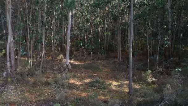 Bonito Verde Eucalipto Floresta Fundo Natureza Vídeo — Vídeo de Stock