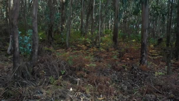 Bonito Verde Eucalipto Floresta Fundo Natureza Vídeo — Vídeo de Stock