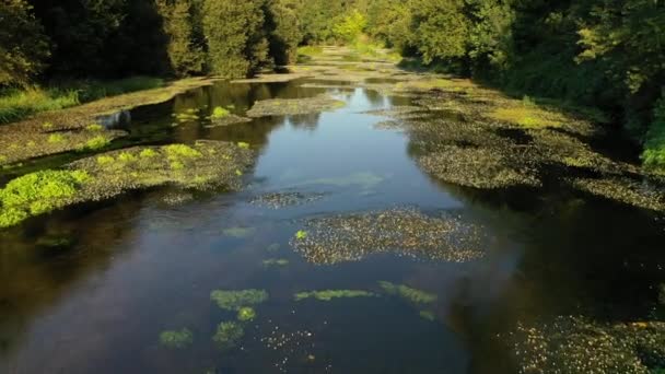 Piękny Krajobraz Rzeki Drzewami Wzdłuż Brzegu — Wideo stockowe