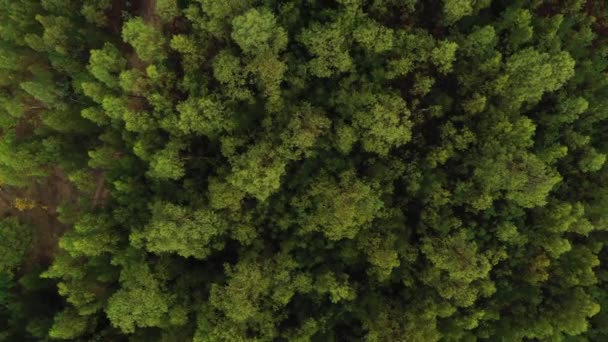 Voar Sobre Floresta Tropical Verde Vista Superior Tiro Drone Vídeo — Vídeo de Stock