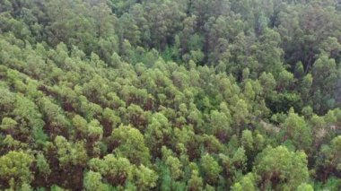 Yeşil tropikal ormanın üzerinde uç, üst görüş, bir drondan çekim, 4k video