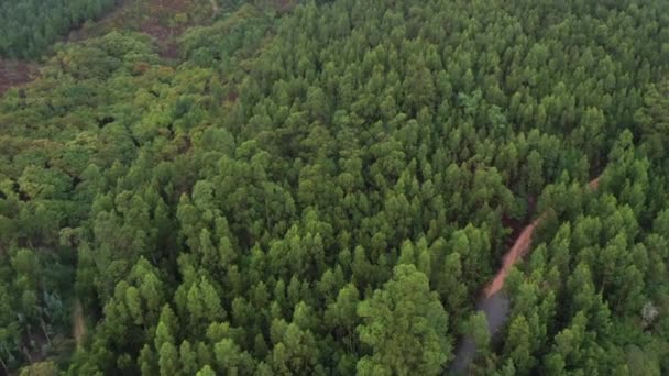 Przelot Nad Zielonym Tropikalnym Lasem Widok Góry Zdjęcia Drona Wideo — Wideo stockowe