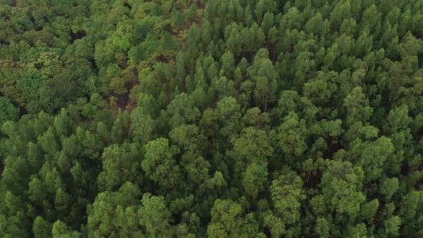 Przelot Nad Zielonym Tropikalnym Lasem Widok Góry Zdjęcia Drona Wideo — Wideo stockowe