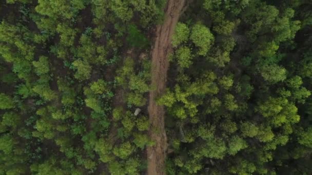 Flug Über Grünen Tropenwald Draufsicht Aufnahmen Von Einer Drohne Video — Stockvideo