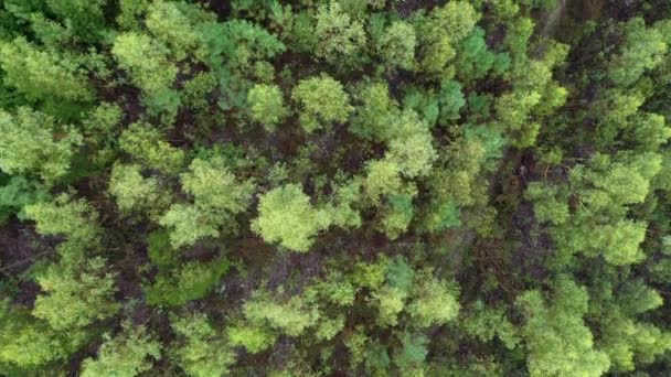 Flug Über Grünen Tropenwald Draufsicht Aufnahmen Von Einer Drohne Video — Stockvideo