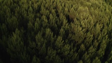 Ağaçların tepesindeki yeşil bir ormanın üzerinden uçarak güzel bir doğal manzara bir İHA tarafından çekiliyor.