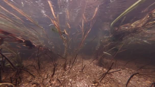 Vista Desde Abajo Arroyo Fluctuante Algas Agua Río Transparente — Vídeo de stock