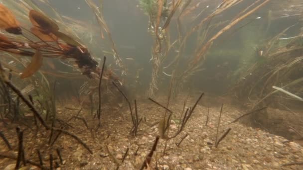 Vue Dessous Sur Les Algues Fluctuantes Cours Eau Transparent — Video