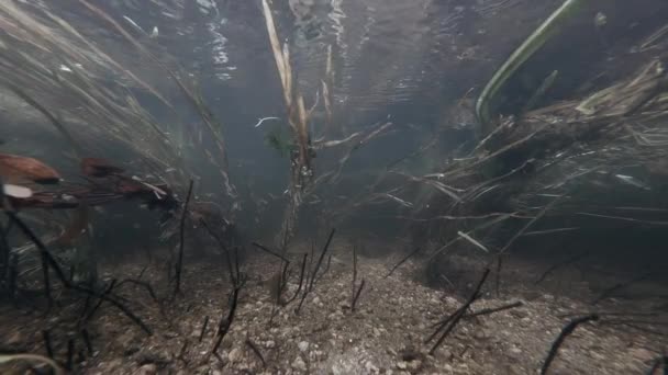 Şeffaf Bir Nehir Suyunda Dalgalanan Akarsu Yosununun Altından Görünüm — Stok video