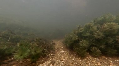 Nehirdeki algler suyun altında dalgalanan su akıntısı ağır çekim