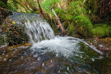 Orman nehri üzerinde küçük bir şelale. Yakından, güzel bir doğal manzara.