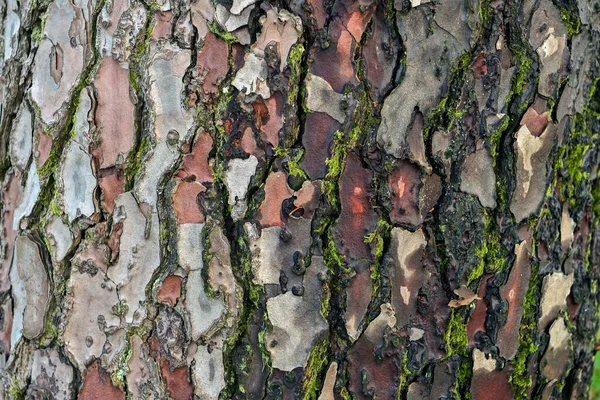 Superfície Madeira Casca Árvore Close Fundo Textura — Fotografia de Stock
