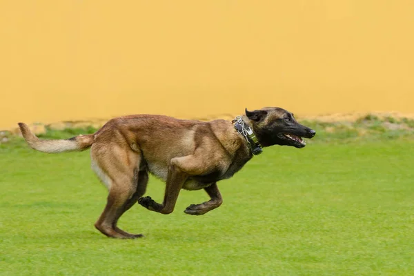 Fawn Malinois Yeşil Çimlerde Koşuyor — Stok fotoğraf