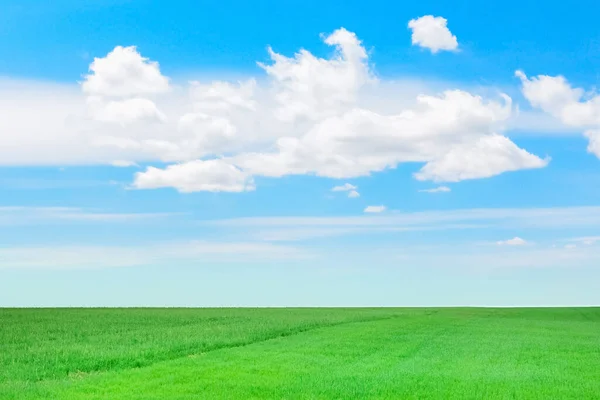 Grönt Gräs Fält Mot Den Blå Himlen Vacker Soligt Landskap Stockbild