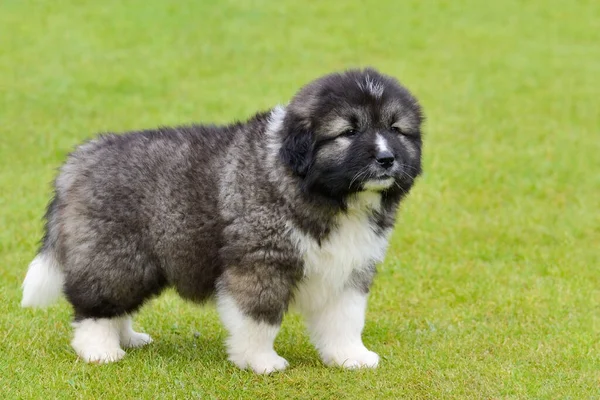 Yeşil Çimenli Arka Planda Küçük Beyaz Bir Çoban Köpeği — Stok fotoğraf