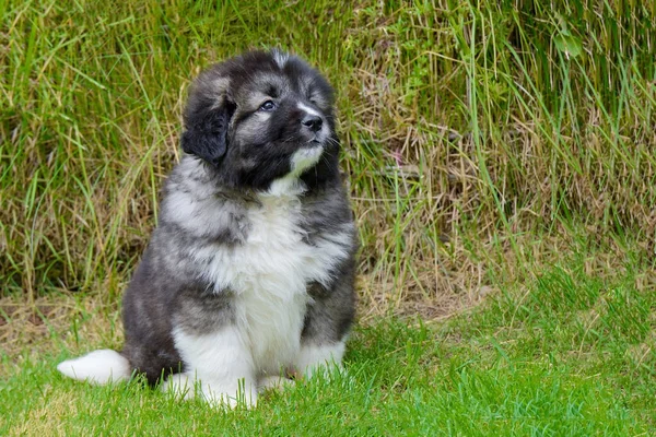 Klein Schattig Kaukasisch Herder Puppy Zitten Een Achtergrond Van Groen — Stockfoto