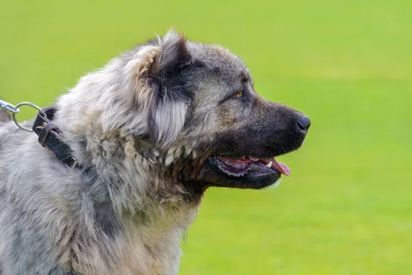 Close Caucasian Shepherd Dog Background Green Grass — Stock Photo, Image