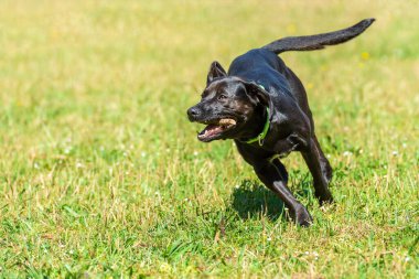 Siyah, pürüzsüz saçlı köpek, dişinde bir sopayla koşar yeşil çimlerde, parlak, güneşli bir günde.